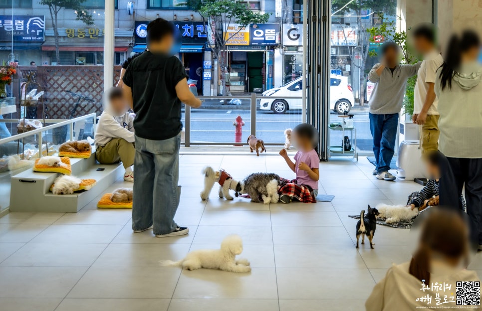 강남 애견카페 더왈츠 앤 조이피아, 특별한 실내 데이트 코스 — 사진 8