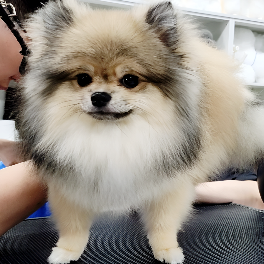동탄 애견미용학원: 직장인 위한 수강료, 비용, 후기 — 사진 2