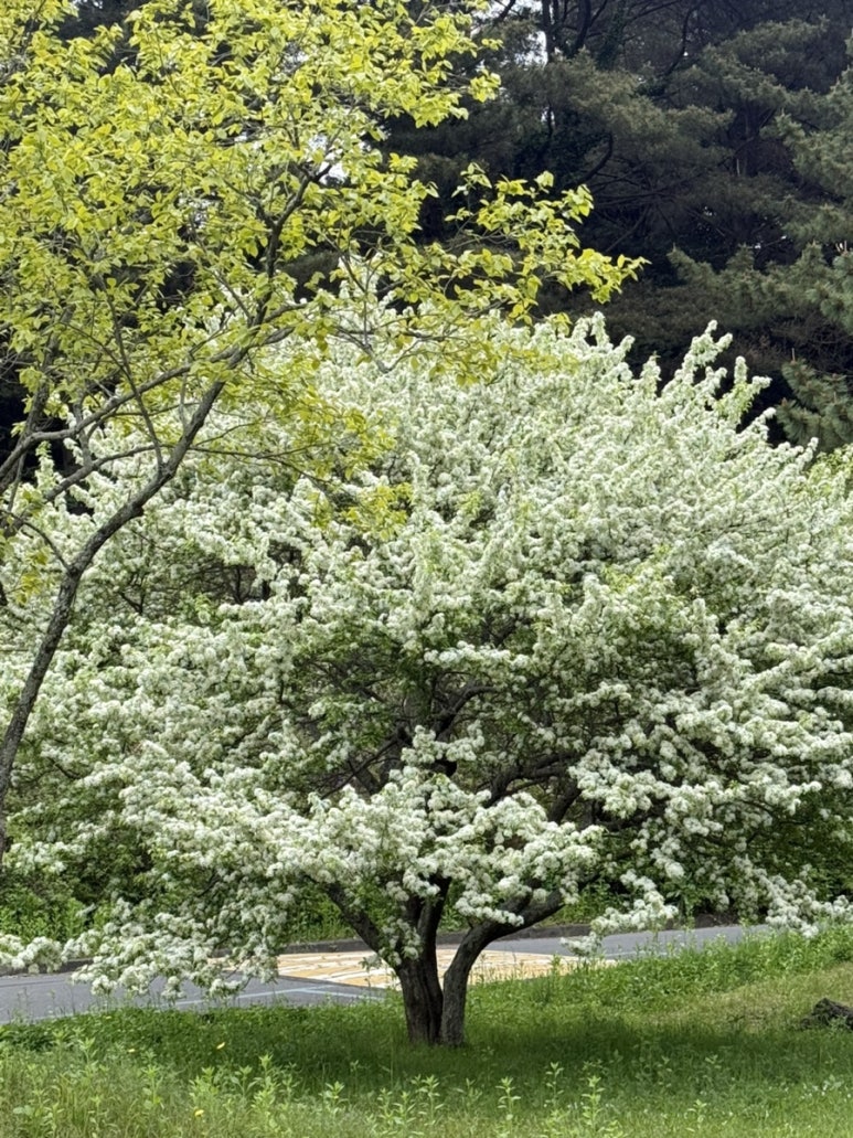 이삭토스트 제주대점 사진 6