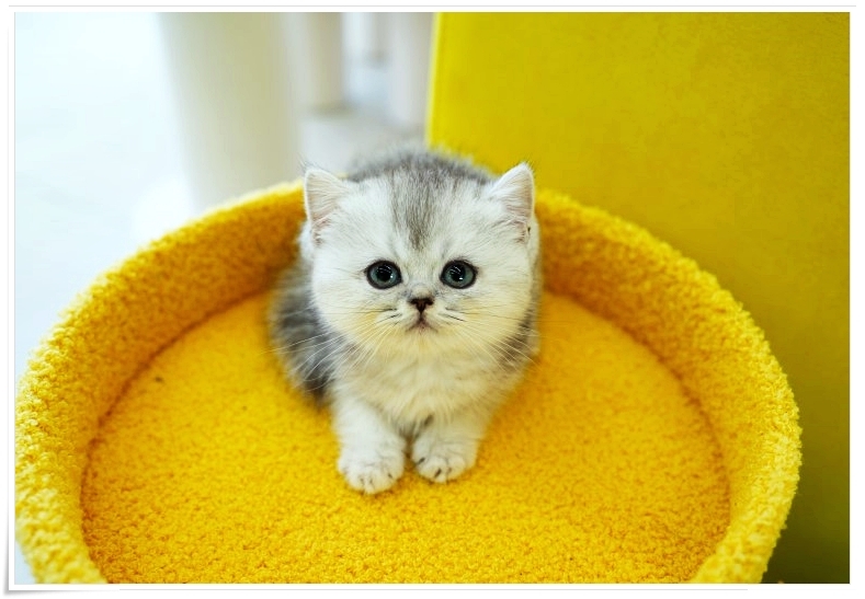 일산 고양이 무료 분양, 테디럽 입양 후기 및 절차 — 사진 5