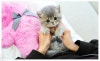 일산 고양이 무료 분양, 테디럽 입양 후기 및 절차 — 사진 6