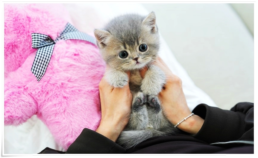 일산 고양이 무료 분양, 테디럽 입양 후기 및 절차 — 사진 6