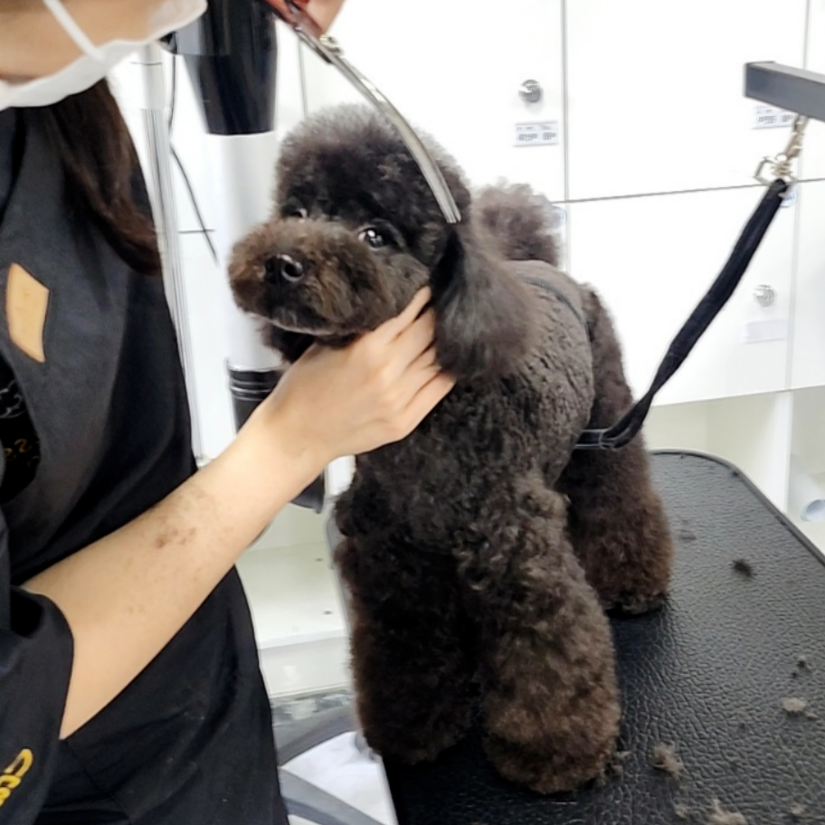 동탄 애견미용학원: 직장인 위한 수강료, 비용, 후기 — 사진 3