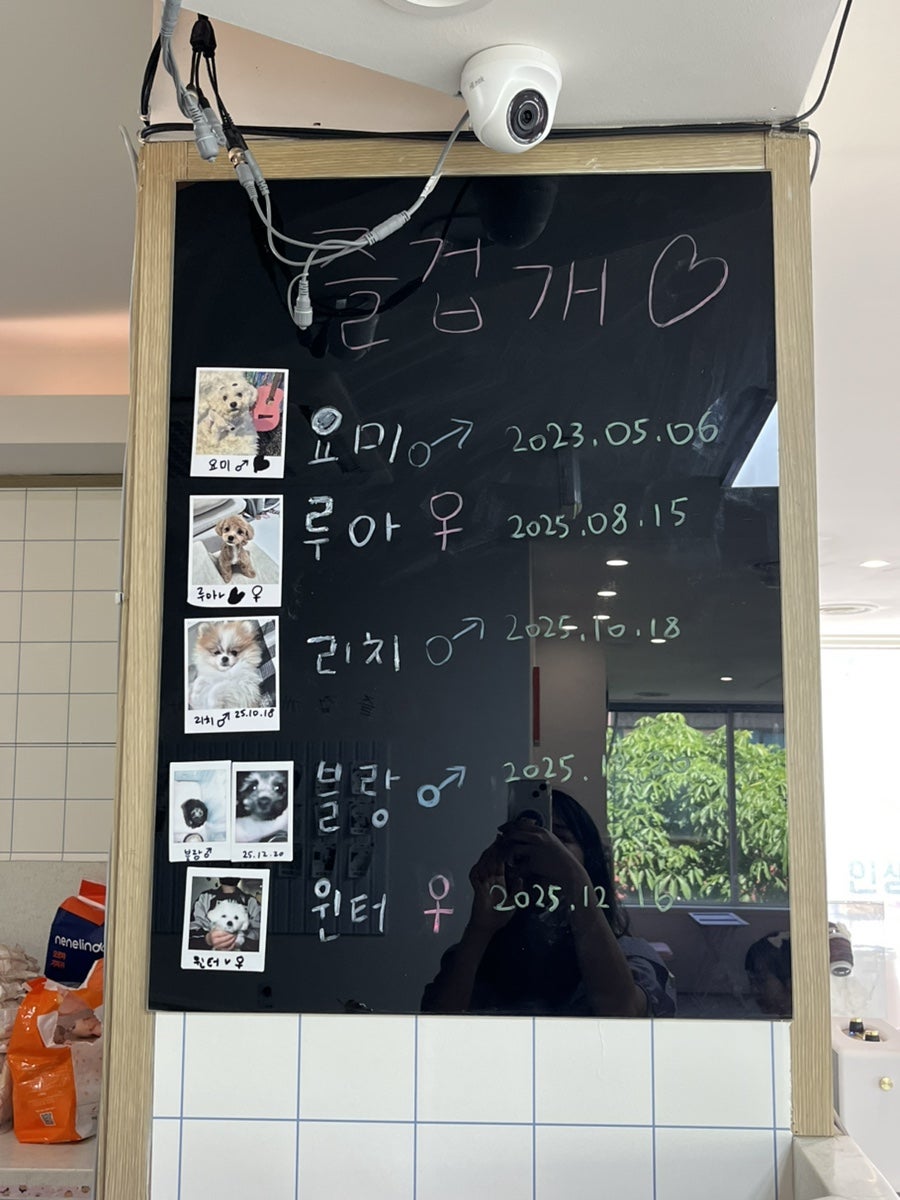 부천 애견카페 즐겁개, 강아지와 함께하는 즐거운 시간 — 사진 3