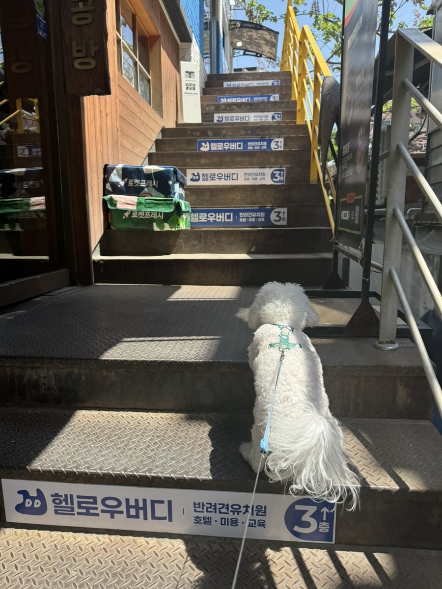 홍대 애견호텔 헬로우버디, 강아지 유치원 비용 및 후기 — 사진 4
