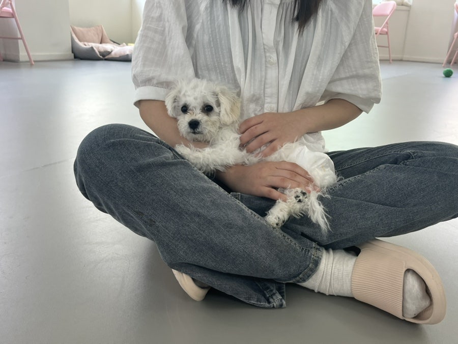 부천 애견카페 즐겁개, 강아지와 함께하는 즐거운 시간 — 사진 5