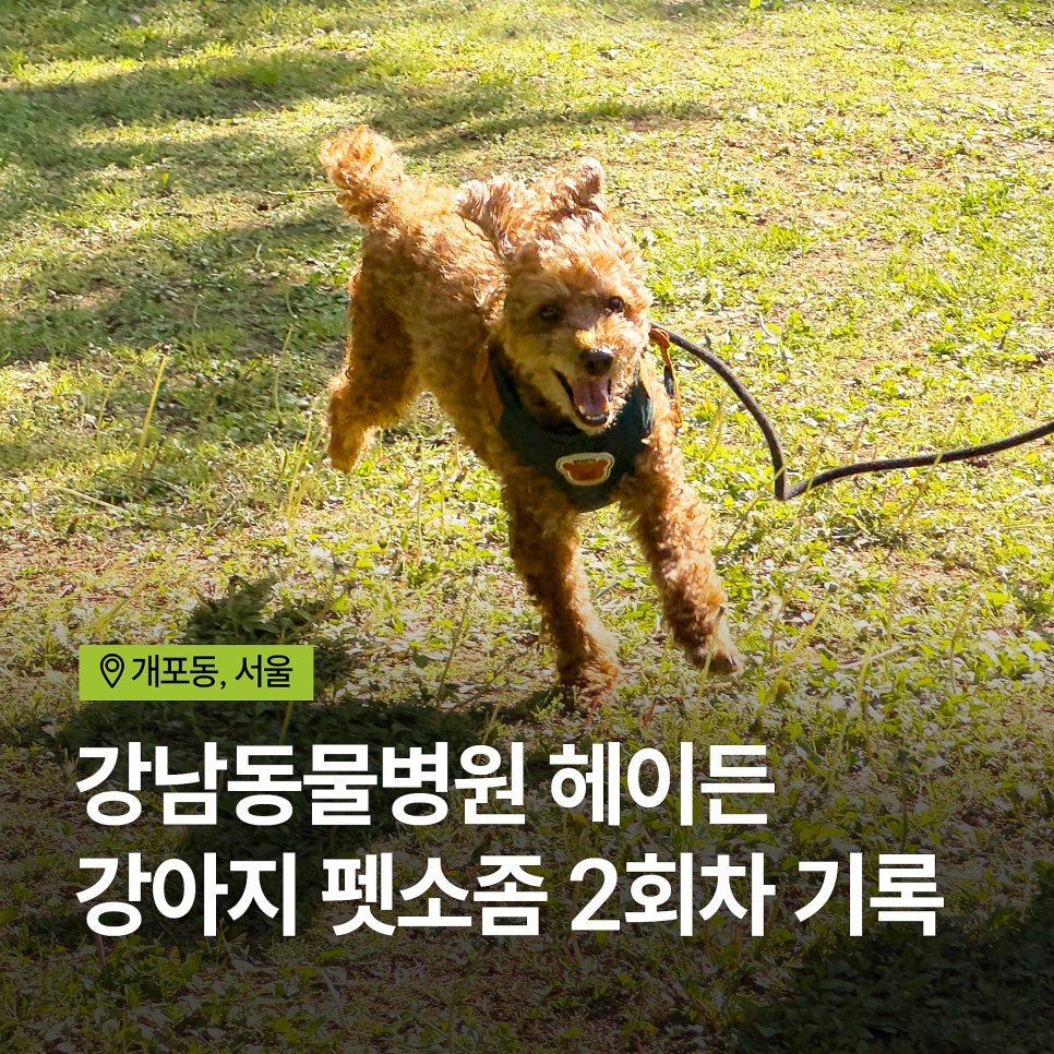 강아지 펫소좀 2회차 후기: 헤이든동물병원 엑소좀 주사 변화 — 사진 17