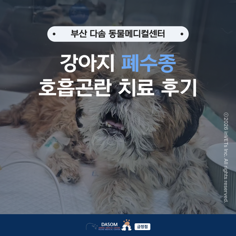 부산 24시 동물병원 강아지 폐수종 호흡곤란 치료 후기