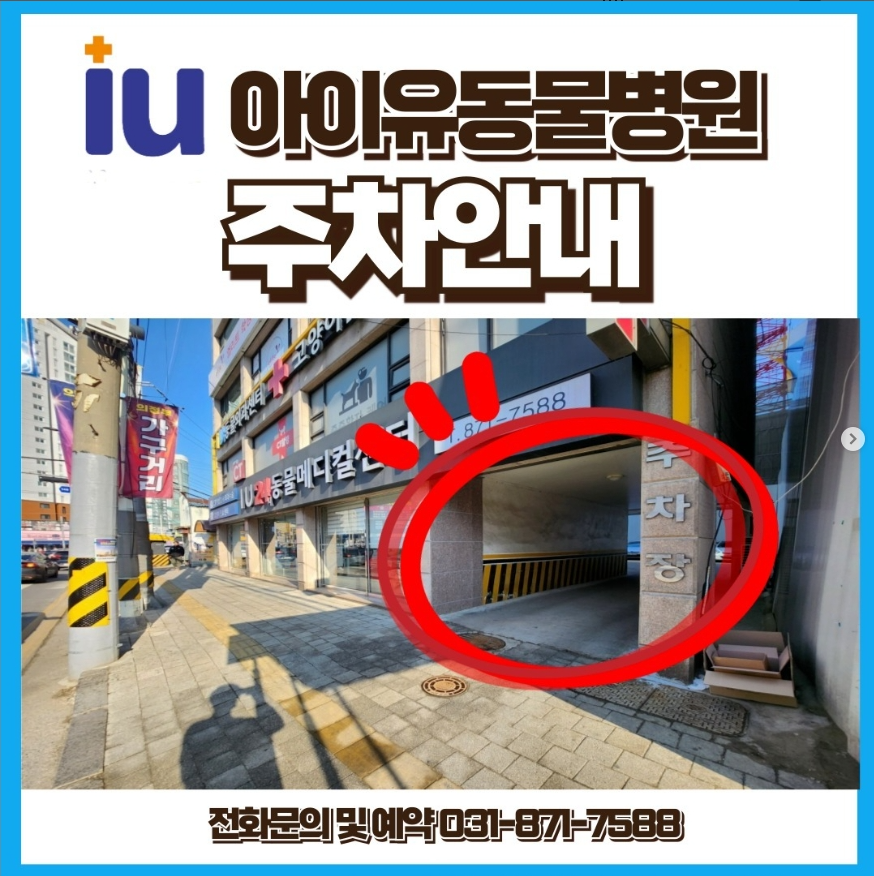 강아지 약물 오투여, 의정부 24시 동물병원 응급 처치 후기 — 사진 8