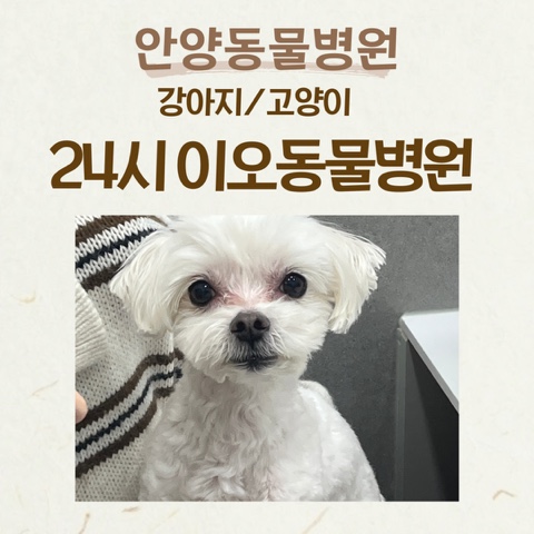 안양 이오동물병원: 고양이 건강검진 및 수술 후기
