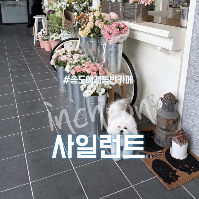 강아지 송도 애견동반 카페 사일런트, 분위기 좋은 곳 내돈내산 후기
