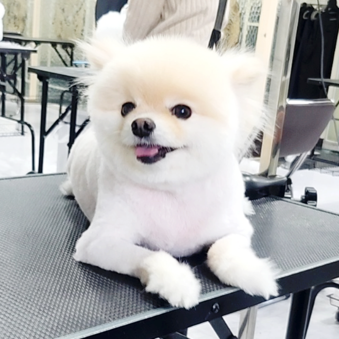 대전 강아지미용학원 비용, 주말반 자격증 수강 후기 — 사진 5