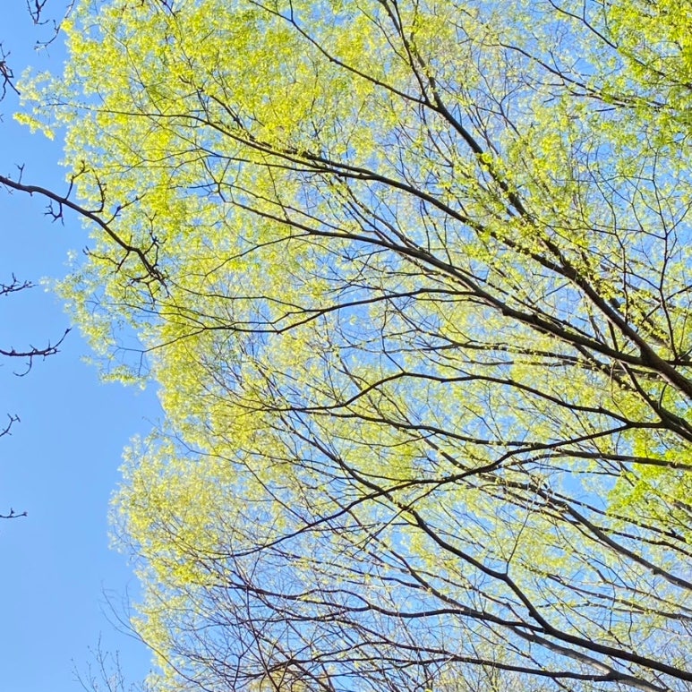 773 Ess 한국사가 기록한 오늘(5. 11. 월)1894년 오늘, 황토현의 함성동학 농민군의 위대한 첫 승리 : 네이버 블로그