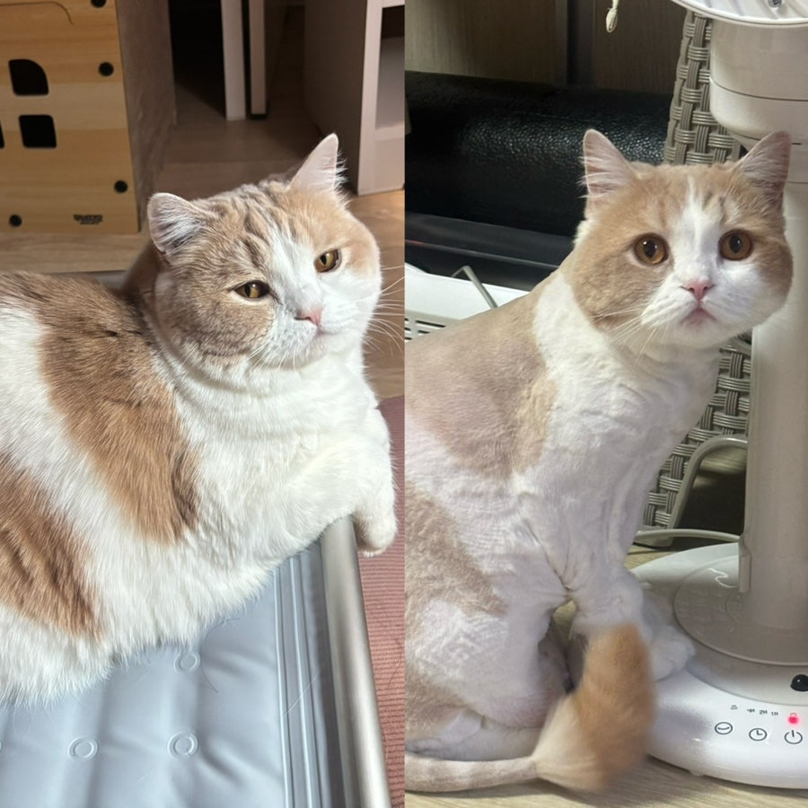 도봉구 고양이 무마취 미용, 캣컷 솔직 후기 — 사진 18
