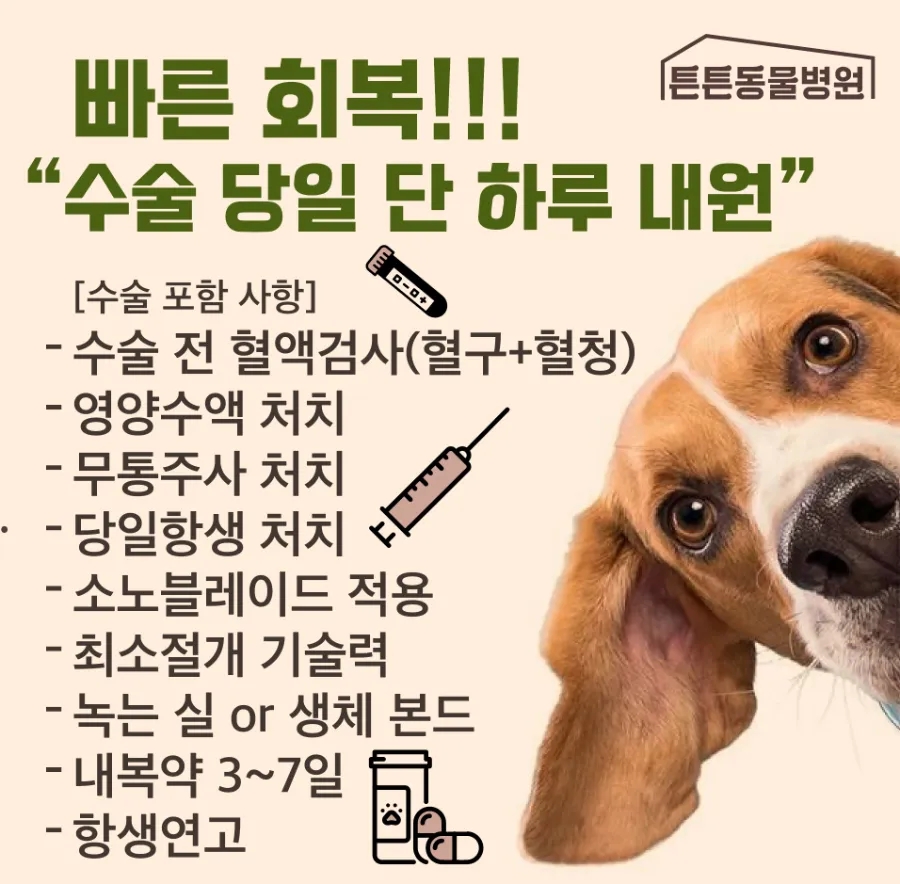 말티즈 중성화 수술 후기: 2.2kg 소형견 안전 회복 가이드 — 사진 5
