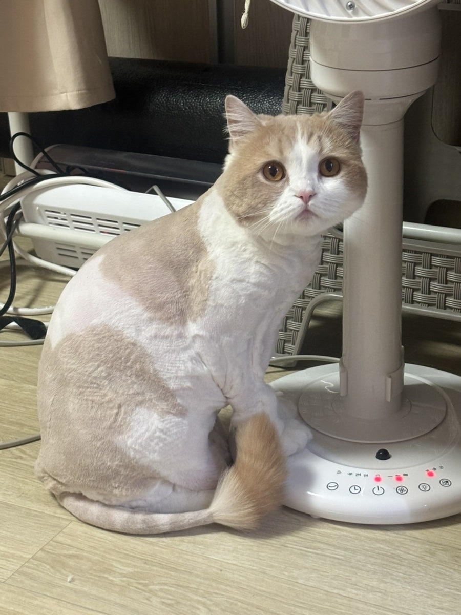 도봉구 고양이 무마취 미용, 캣컷 솔직 후기 — 사진 16