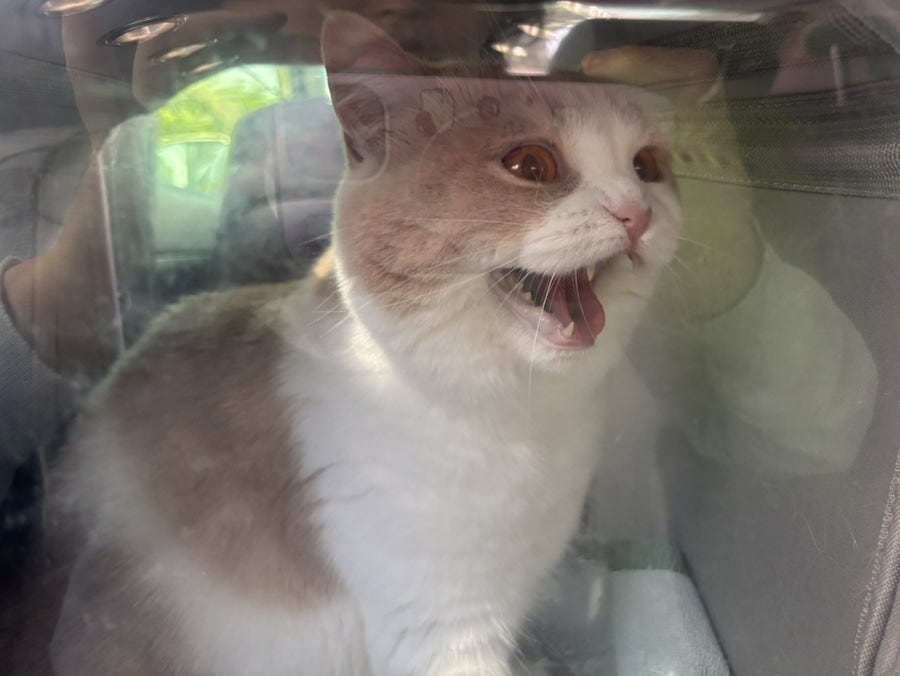 도봉구 고양이 무마취 미용, 캣컷 솔직 후기 — 사진 4