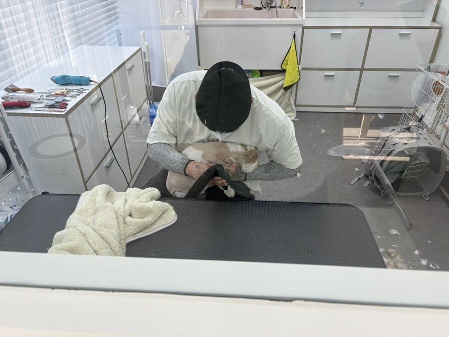 도봉구 고양이 무마취 미용, 캣컷 솔직 후기 — 사진 12