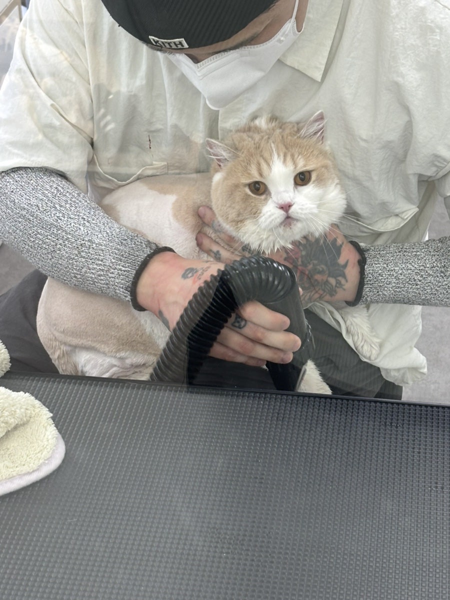 도봉구 고양이 무마취 미용, 캣컷 솔직 후기 — 사진 14