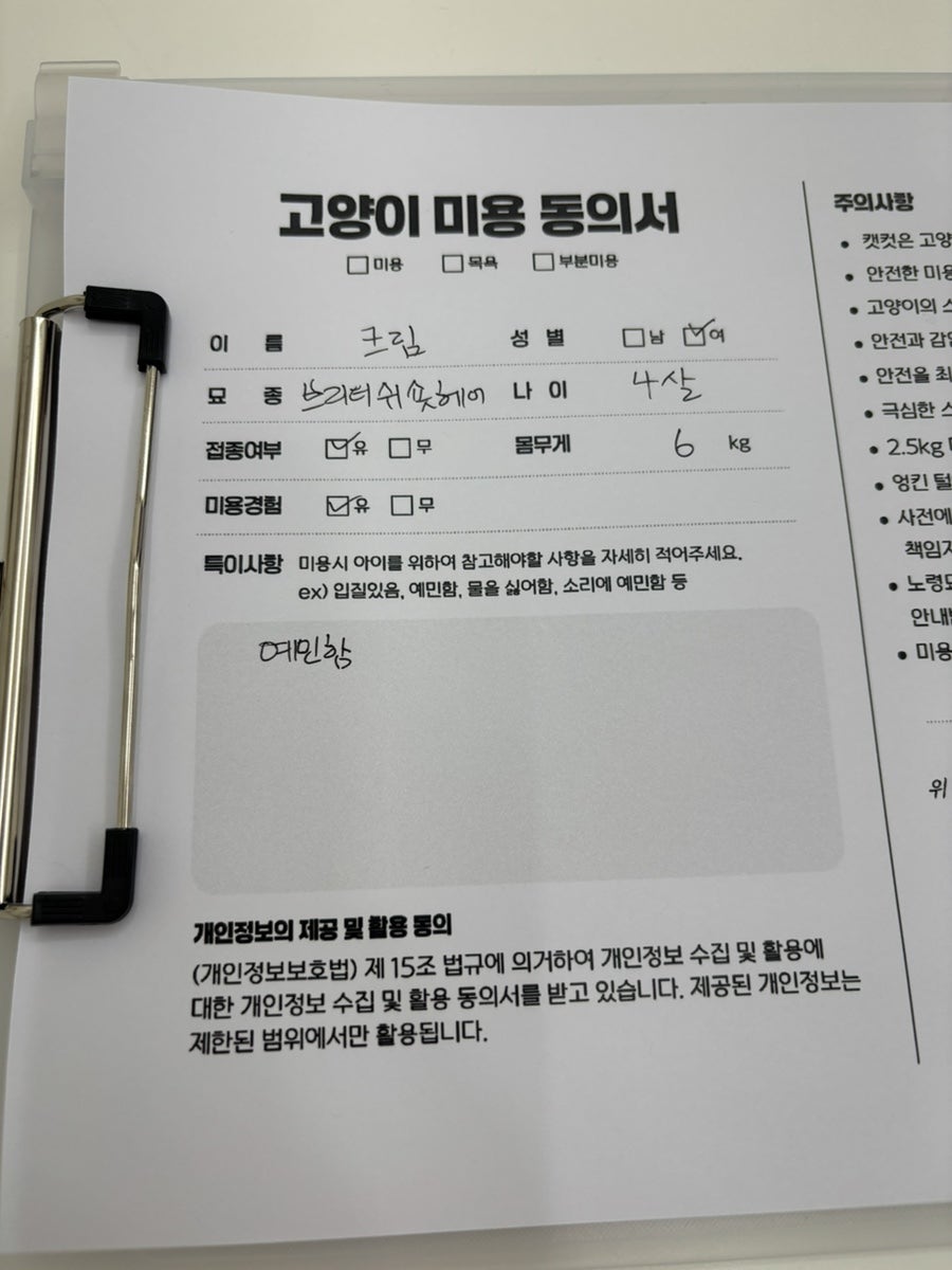 도봉구 고양이 무마취 미용, 캣컷 솔직 후기 — 사진 8