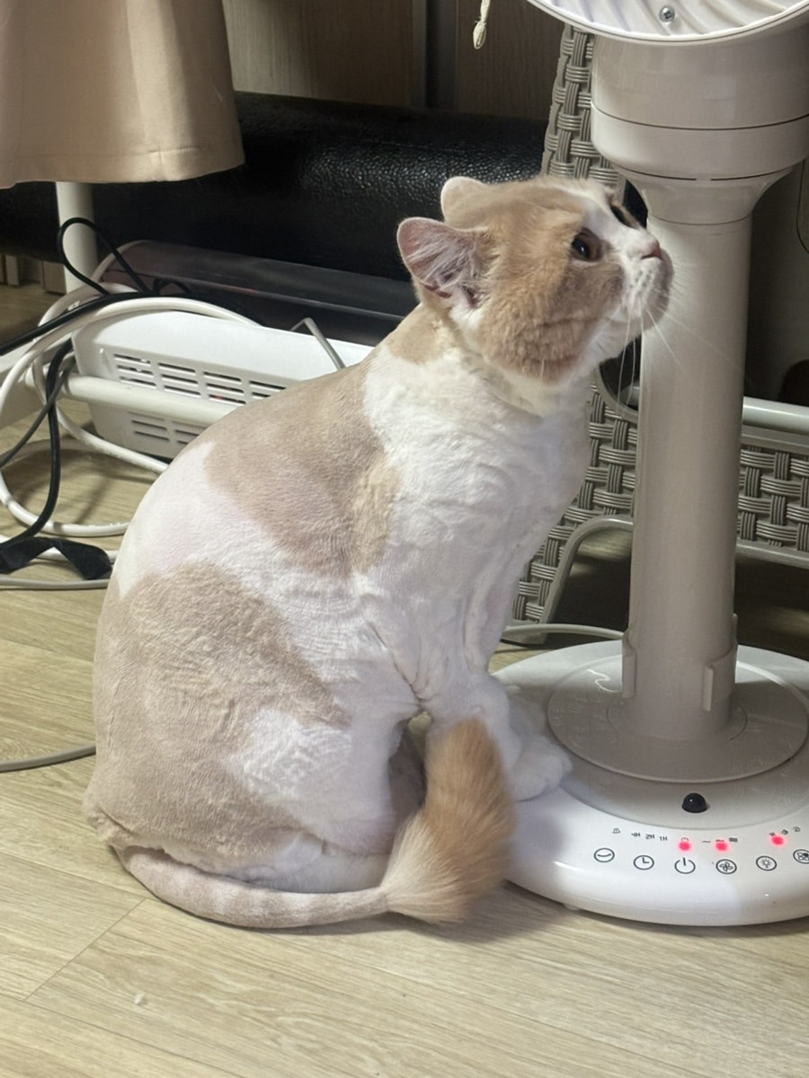 도봉구 고양이 무마취 미용, 캣컷 솔직 후기 — 사진 17