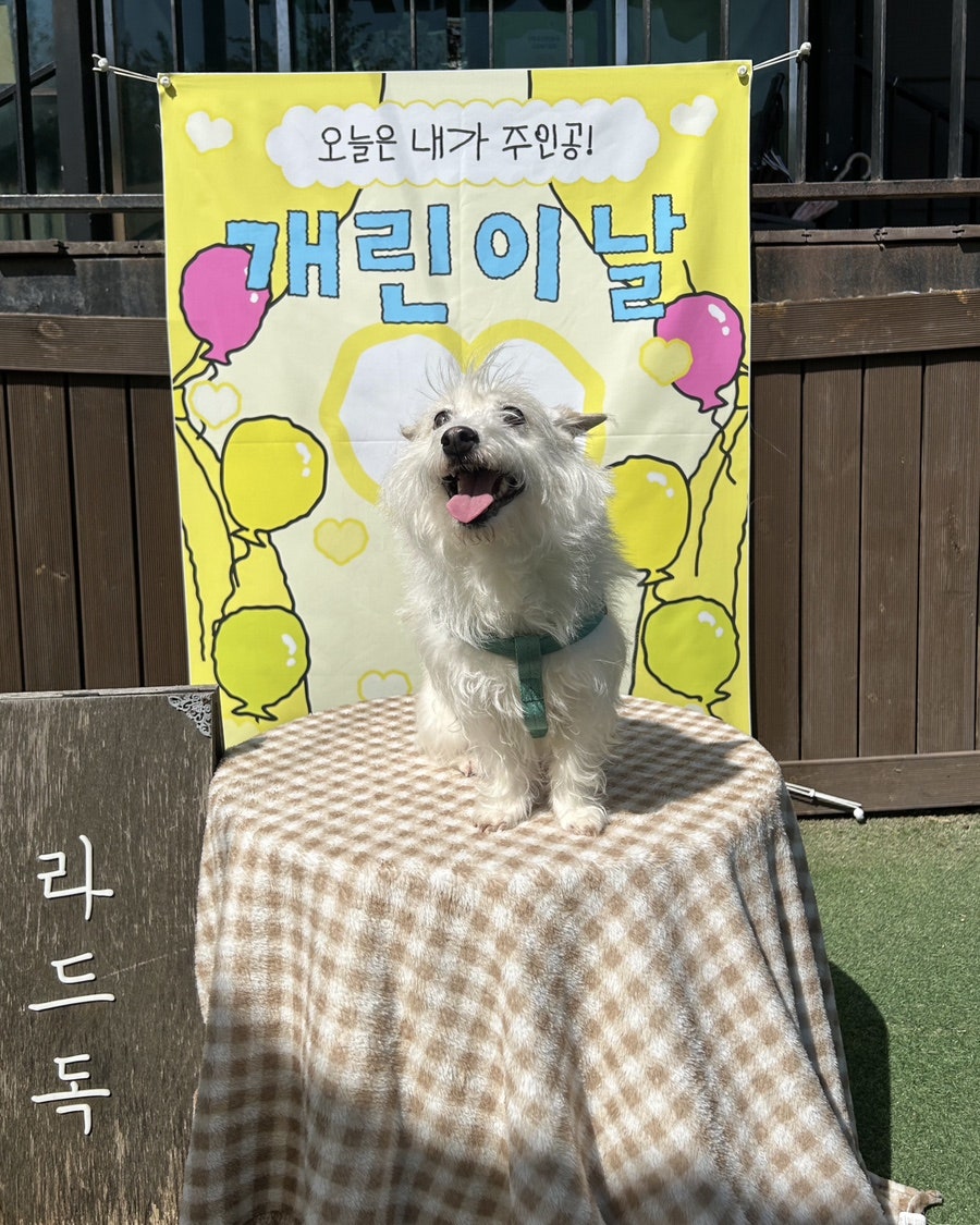 성남 애견카페 라드독: 천연잔디 운동장 재방문 후기 — 사진 17