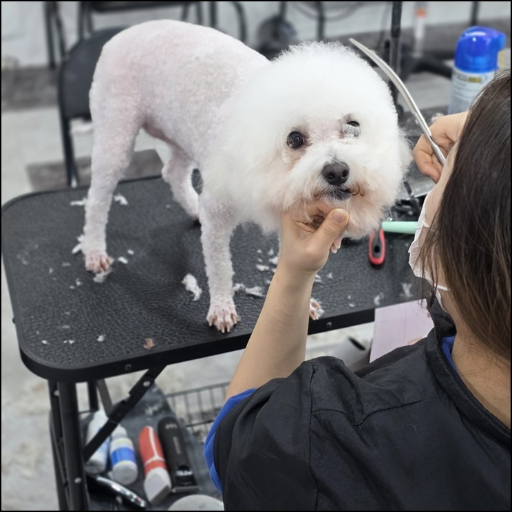 부산 강아지 미용학원, 실전 중심 커리큘럼 비교 — 사진 4