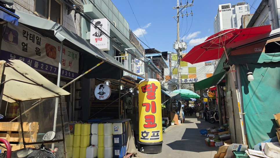 딸기코 사진 7