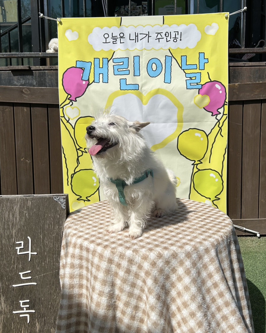 성남 애견카페 라드독: 천연잔디 운동장 재방문 후기 — 사진 13