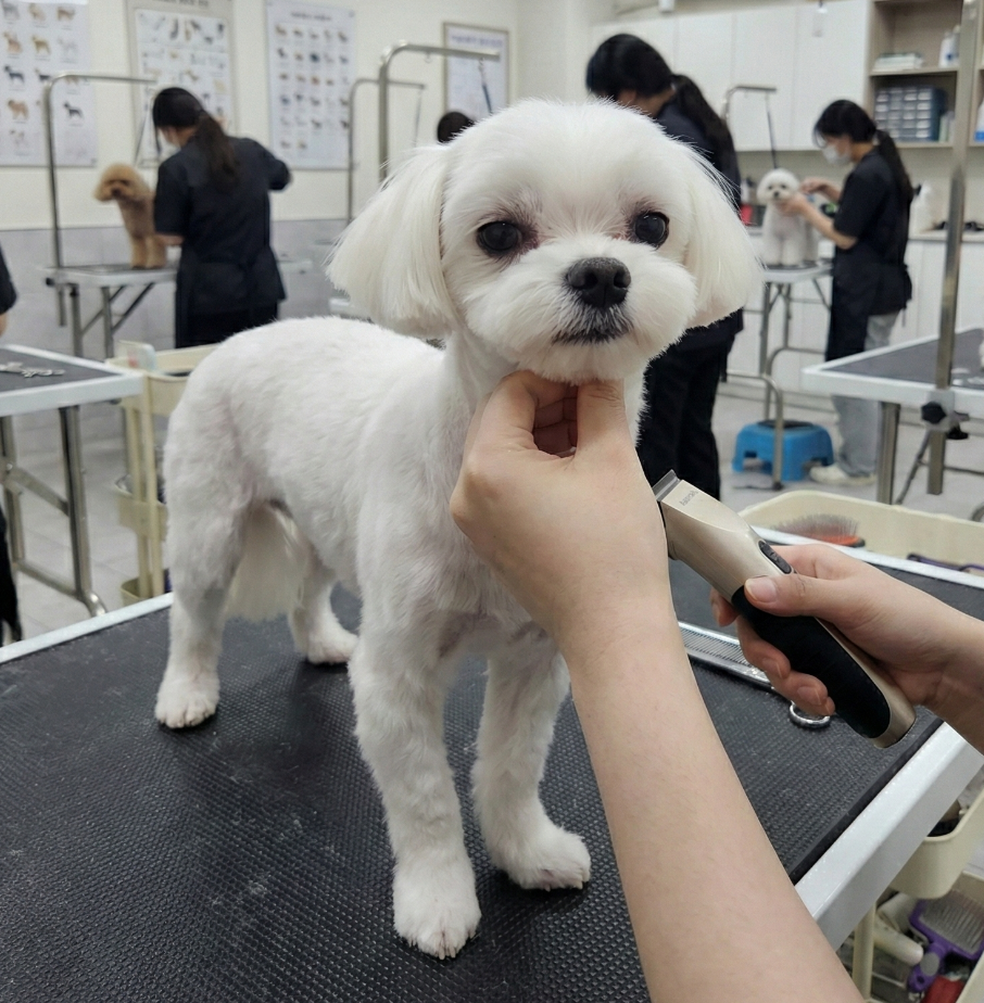 노원 애견미용학원 자격증 취득 비용 및 후기 — 사진 2