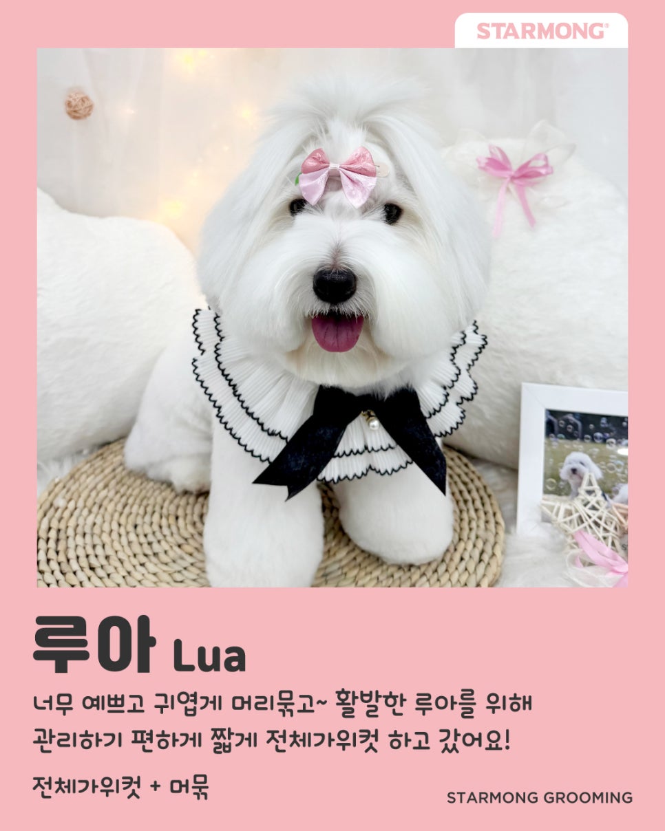 반포 애견미용 추천: 스타몽 맞춤 스타일링 — 사진 3