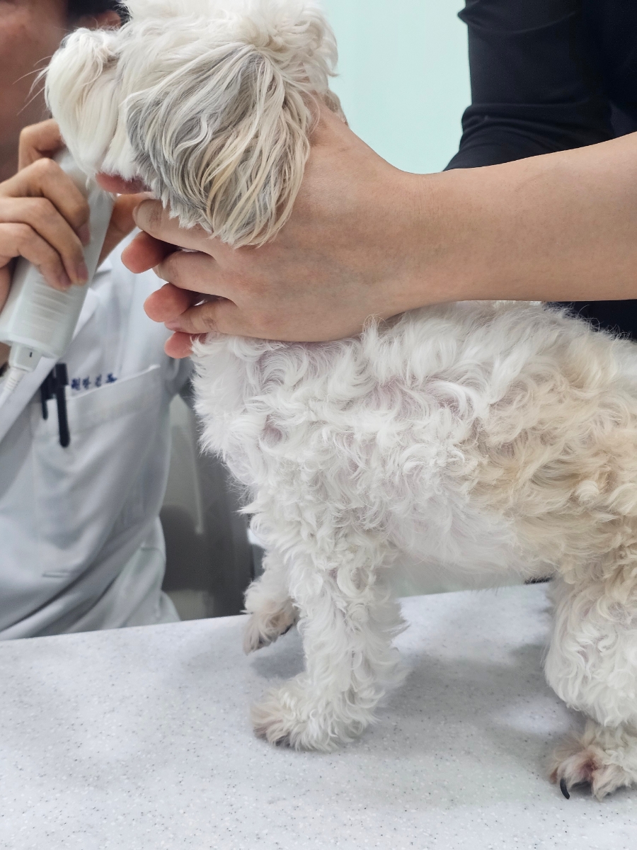 부천 고강동물병원 강아지 건강검진 및 피부 진료 후기 — 사진 6