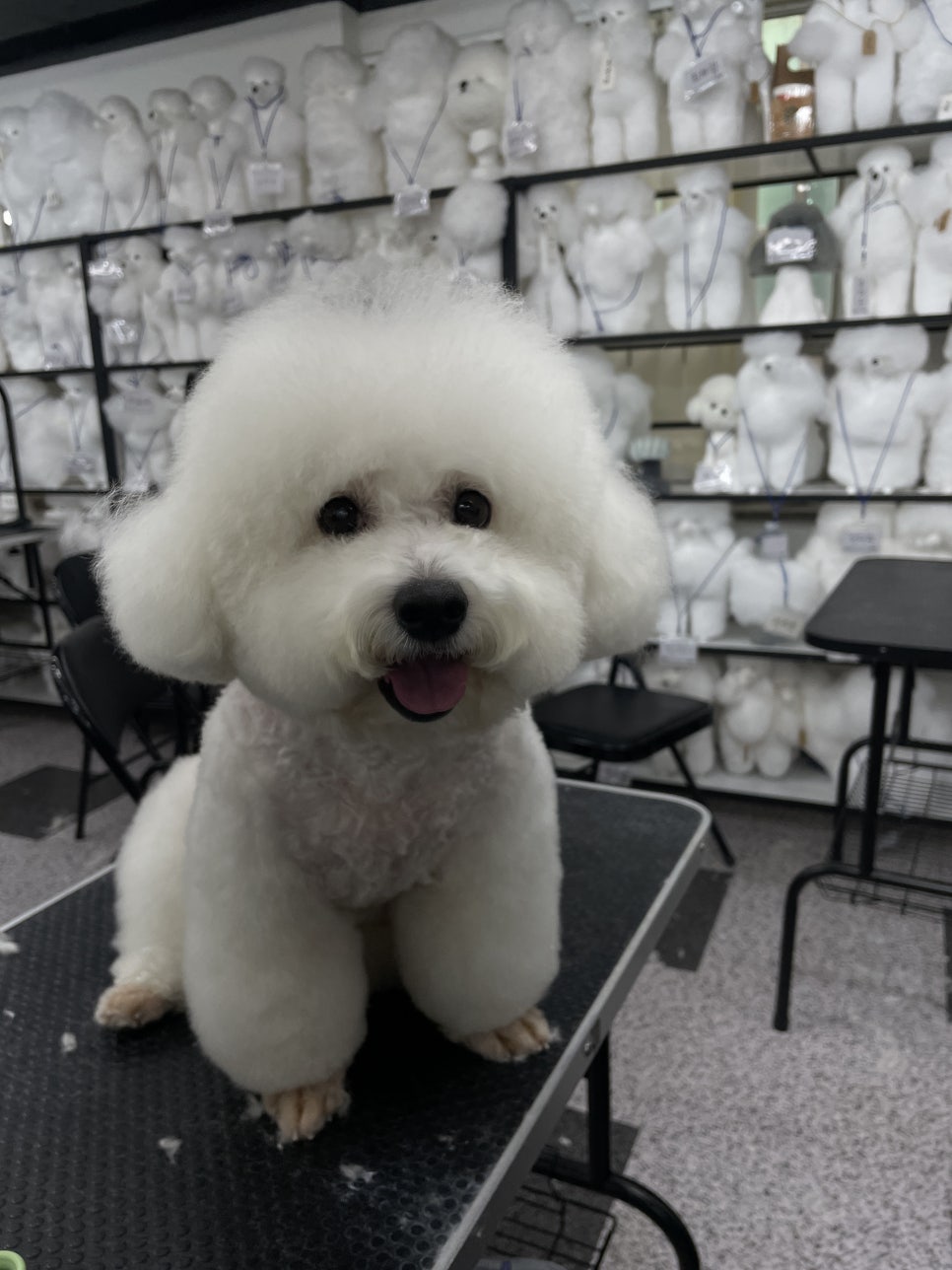 대전 애견미용학원, 강아지 위한 자격증 과정 알아보기 — 사진 16