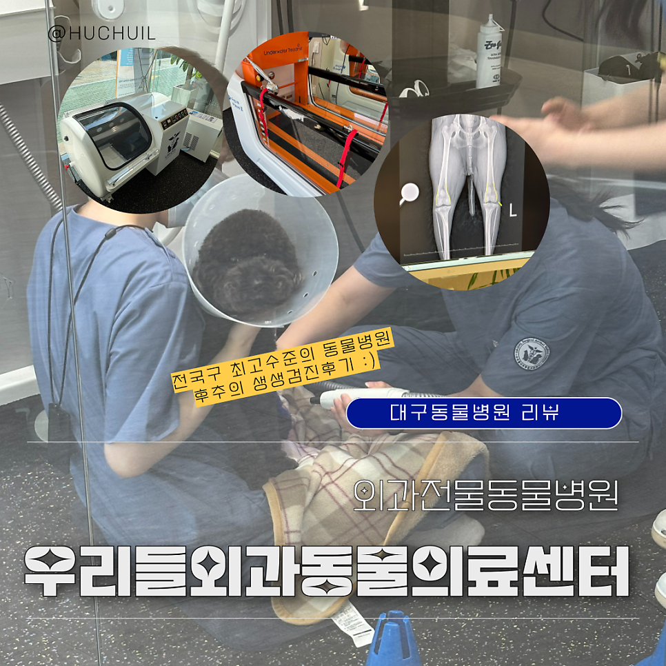 대구 푸들 슬개골 검진, 우리들외과동물의료센터 후기