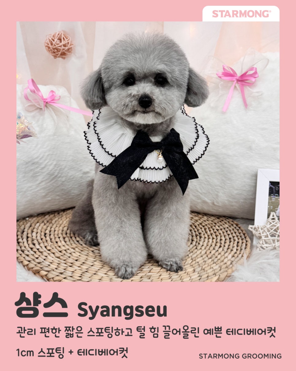 반포 애견미용 추천: 스타몽 맞춤 스타일링 — 사진 7