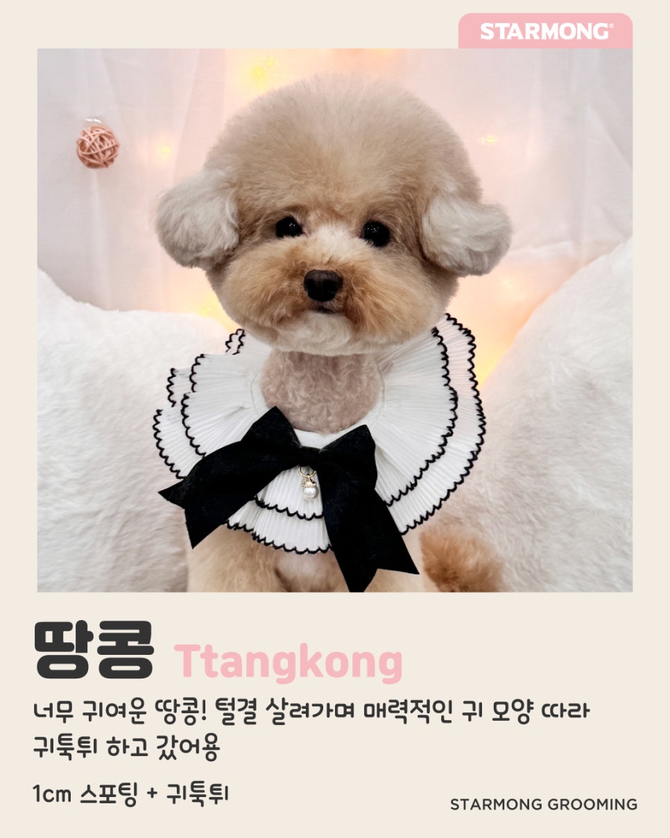 반포 애견미용 추천: 스타몽 맞춤 스타일링 — 사진 6