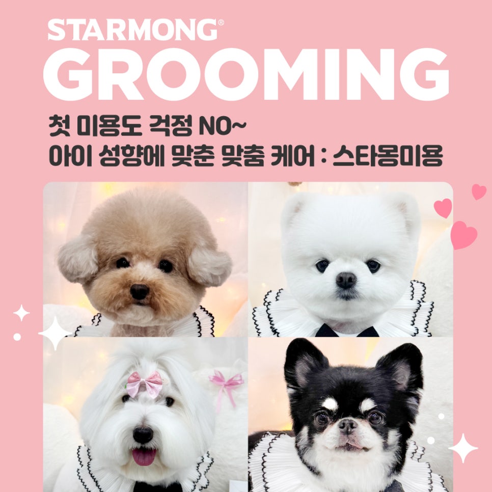 반포 애견미용 추천: 스타몽 맞춤 스타일링