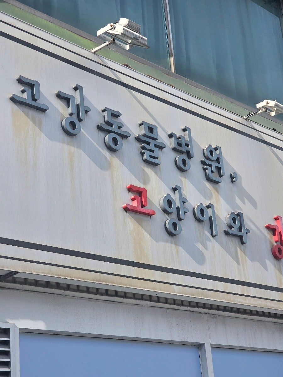 부천 고강동물병원 강아지 건강검진 및 피부 진료 후기