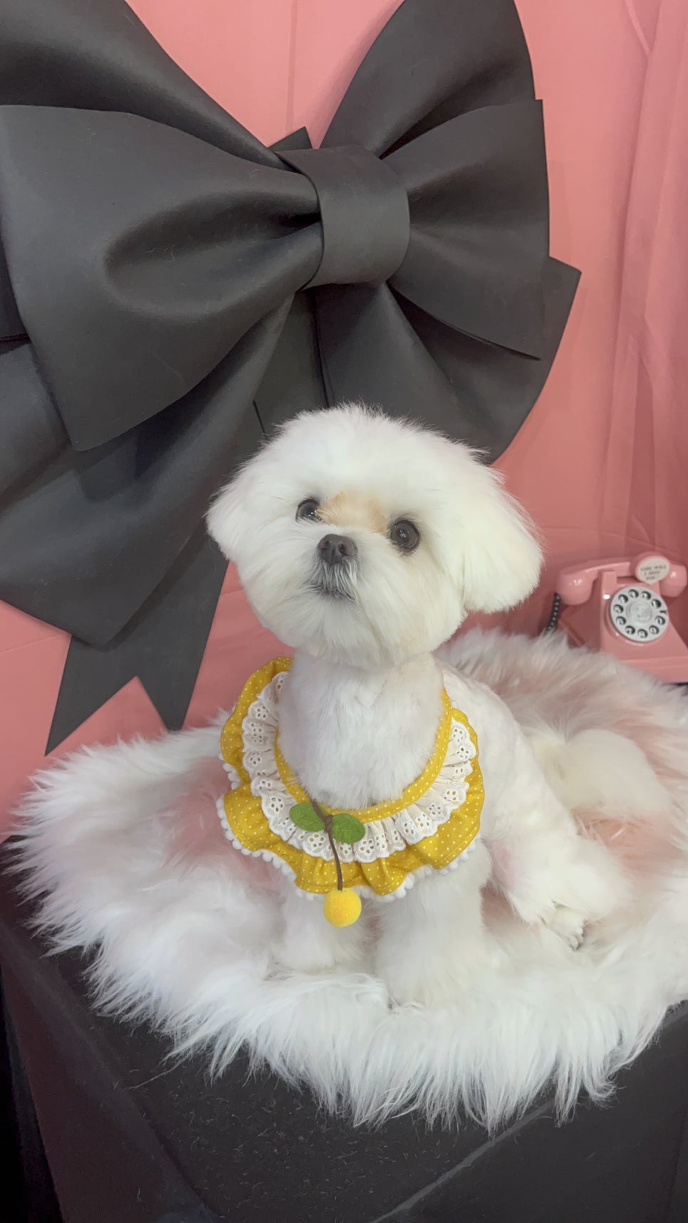 대전 애견미용학원, 강아지 위한 자격증 과정 알아보기 — 사진 9