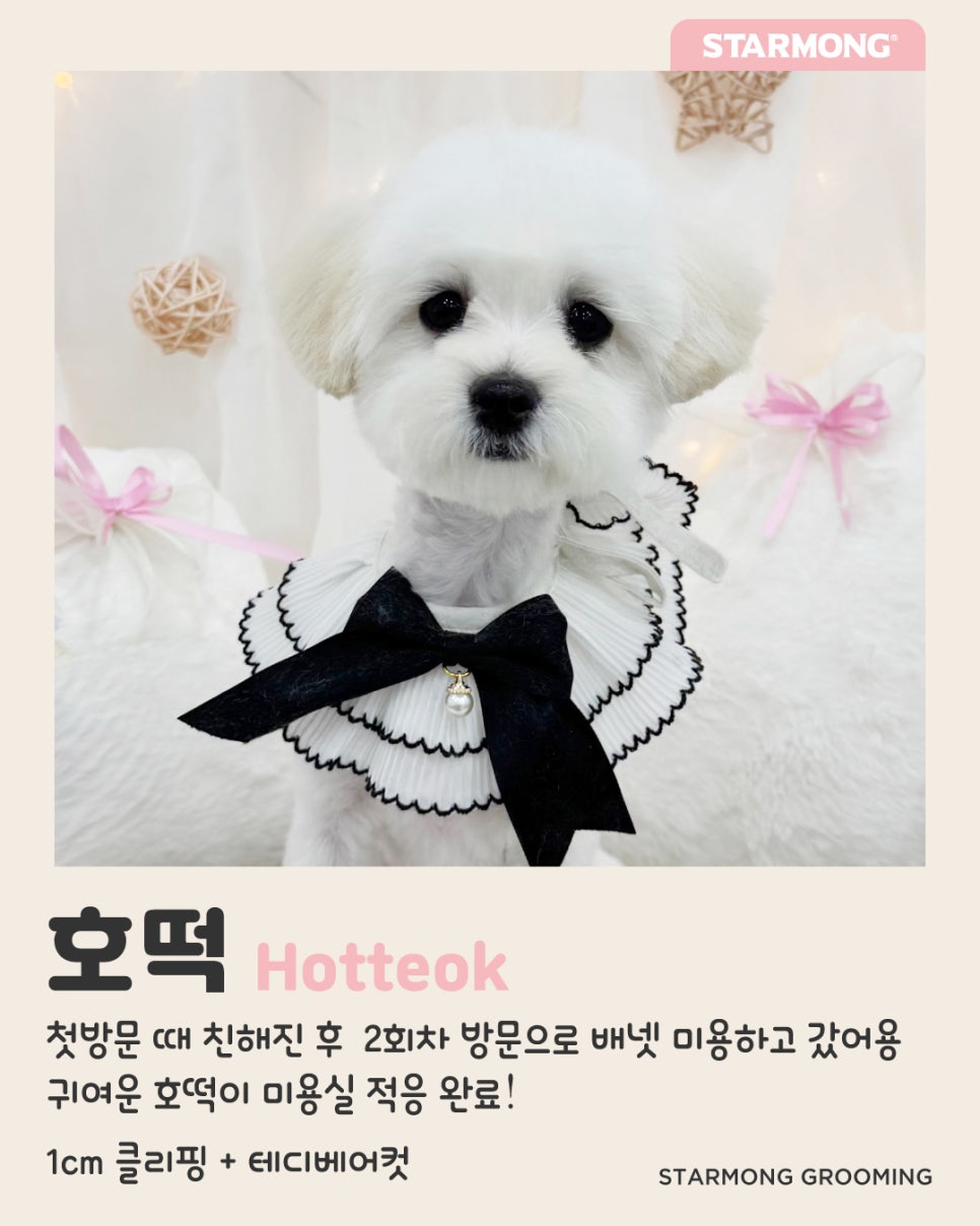 반포 애견미용 추천: 스타몽 맞춤 스타일링 — 사진 2
