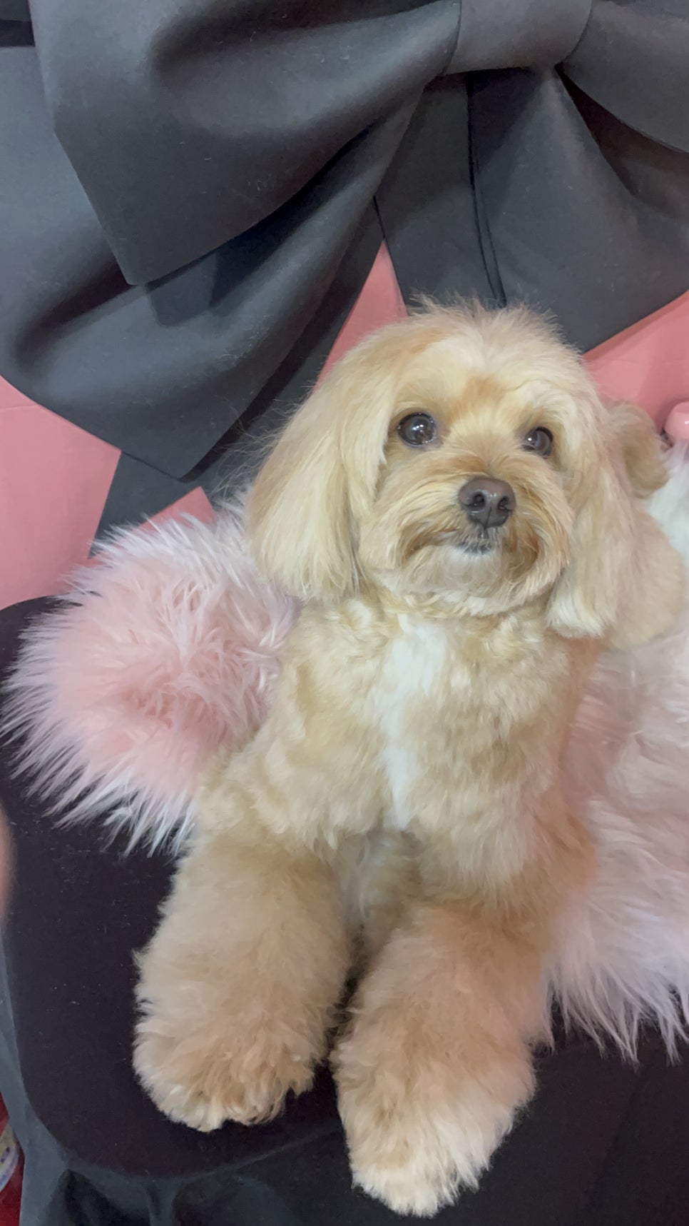 대전 애견미용학원, 강아지 위한 자격증 과정 알아보기 — 사진 4