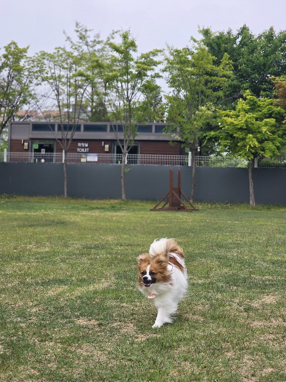 송도 혜윰공원 반려견놀이터 예약 및 후기 — 사진 2
