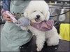 강동 애견미용학원, 장학 지원 혜택으로 수강료 부담 줄인 후기 — 사진 4