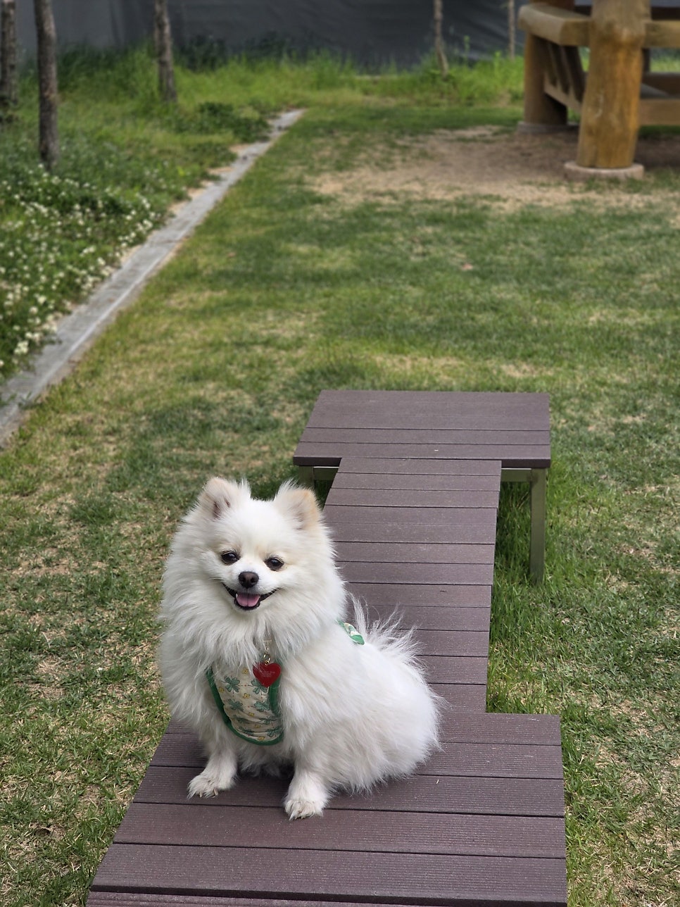 송도 혜윰공원 반려견놀이터 예약 및 후기