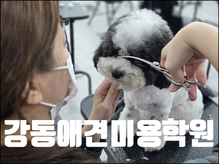 강동 애견미용학원, 장학 지원 혜택으로 수강료 부담 줄인 후기