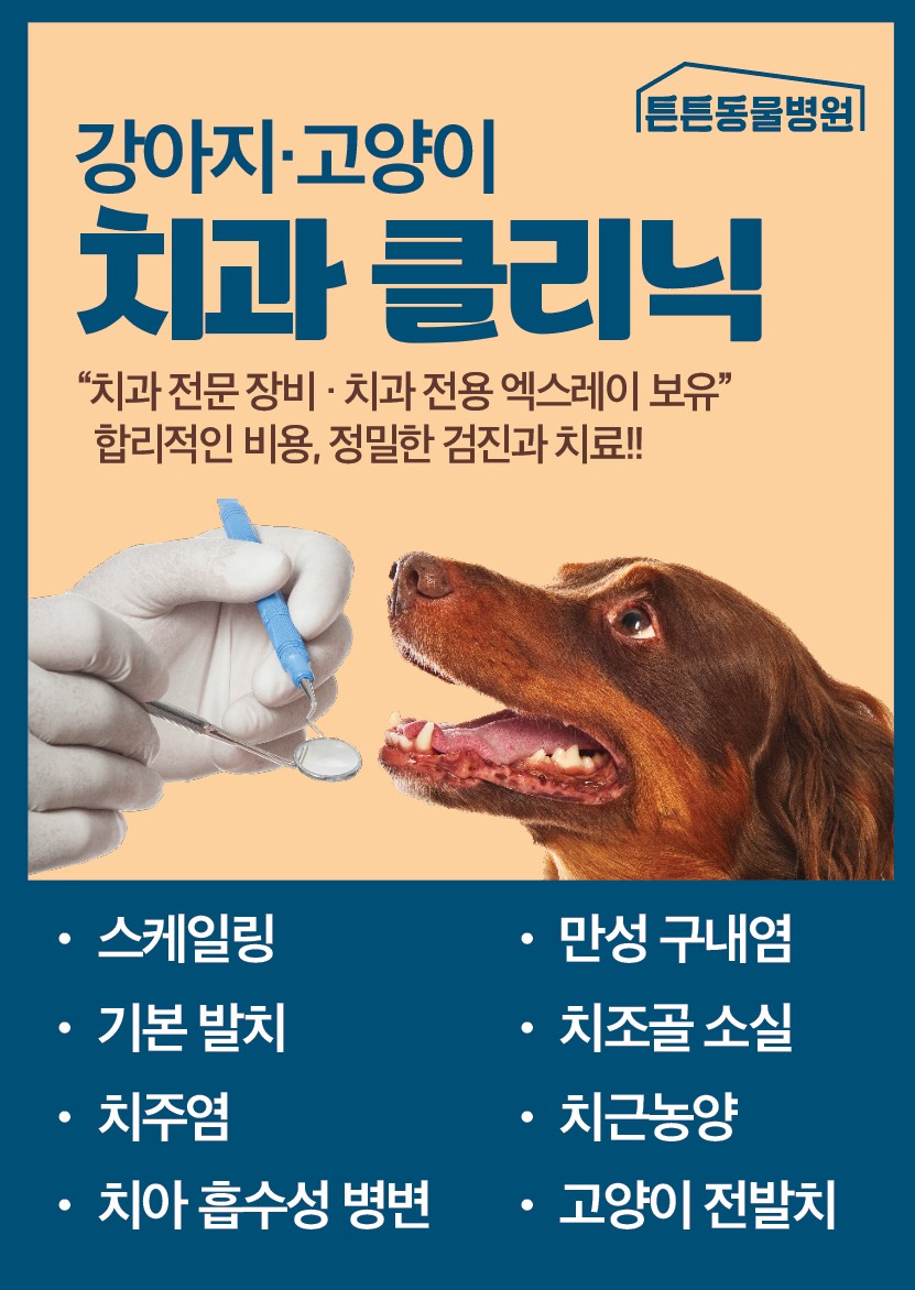 위례 튼튼동물병원 그레이하운드 스케일링 비용 및 후기 — 사진 9
