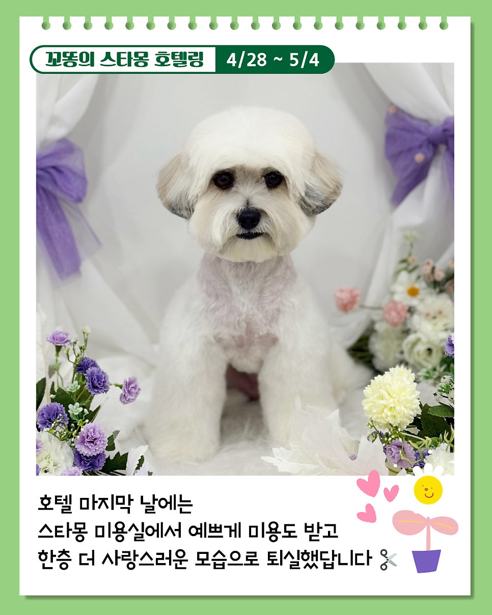 강아지 호텔링 6박 7일, 산책·미용까지 완벽 케어 후기 — 사진 8