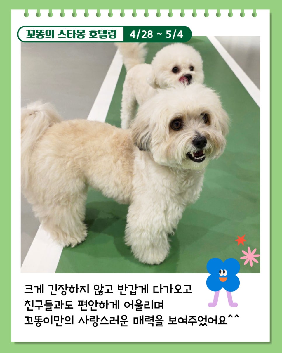 강아지 호텔링 6박 7일, 산책·미용까지 완벽 케어 후기 — 사진 6