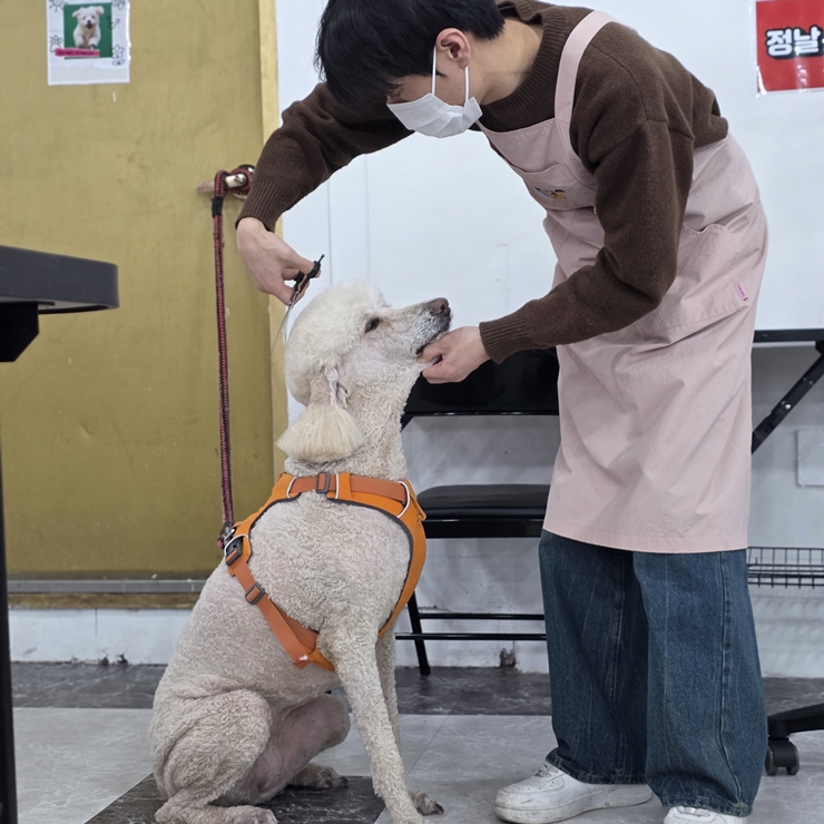 송도 애견미용학원 40대 주부 도전 후기 및 과정 안내 — 사진 4