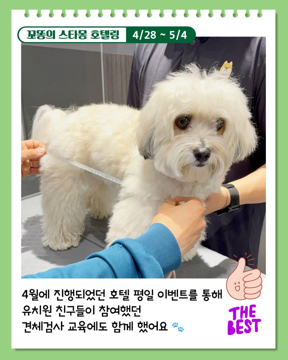 강아지 호텔링 6박 7일, 산책·미용까지 완벽 케어 후기 — 사진 3